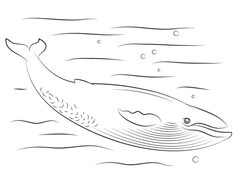 Cute Blue Whale Coloring Page